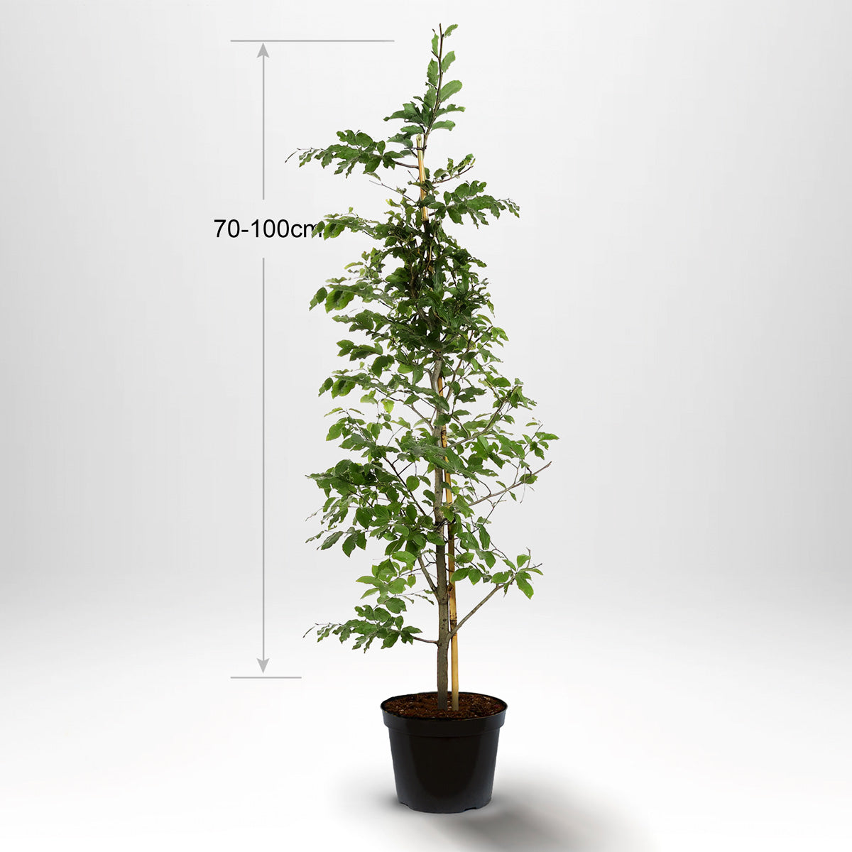 Bøk, Pottedyrket, 70-100 cm med støtte, Co 2-3